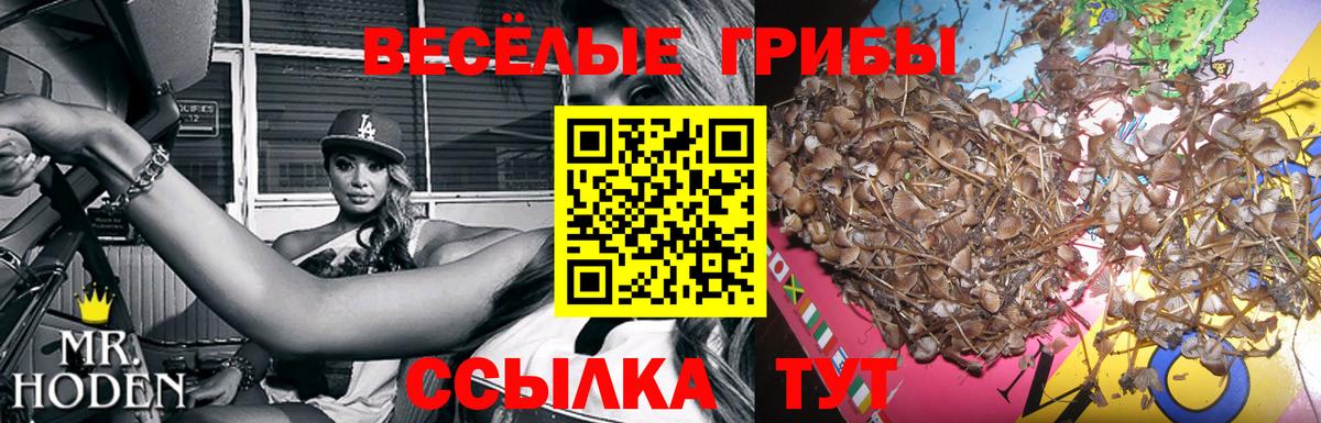Лосино-Петровский  Псилоцибиновые грибы Psilocybine cubensis  Вход с VPN  Псилоцибиновые грибы GOLDEN TEACHER 